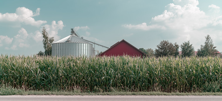 A corn field with a red barn and metal silo showing in background.
